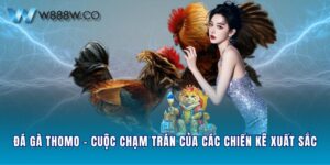 Đá Gà Thomo - Cuộc Chạm Trán Của Các Chiến Kê Xuất Sắc