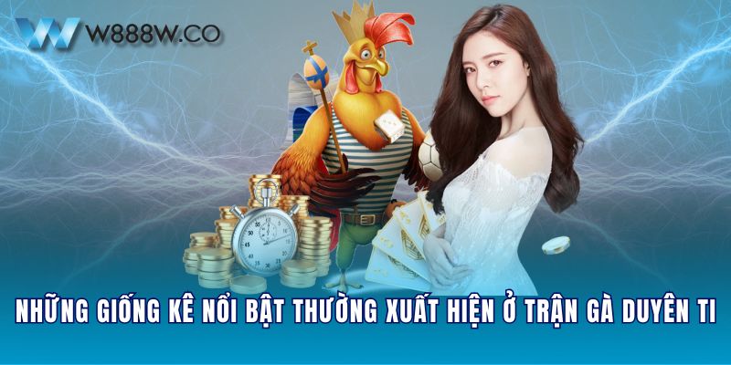 Những giống kê nổi bật thường xuất hiện ở trận gà Duyên Ti