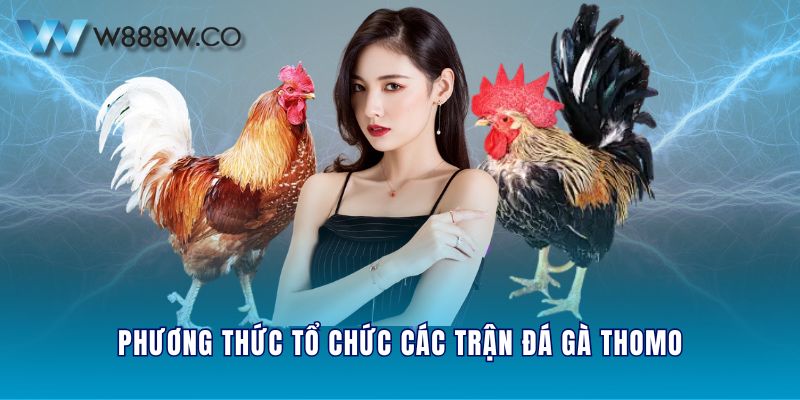 Phương thức tổ chức các trận đá gà Thomo